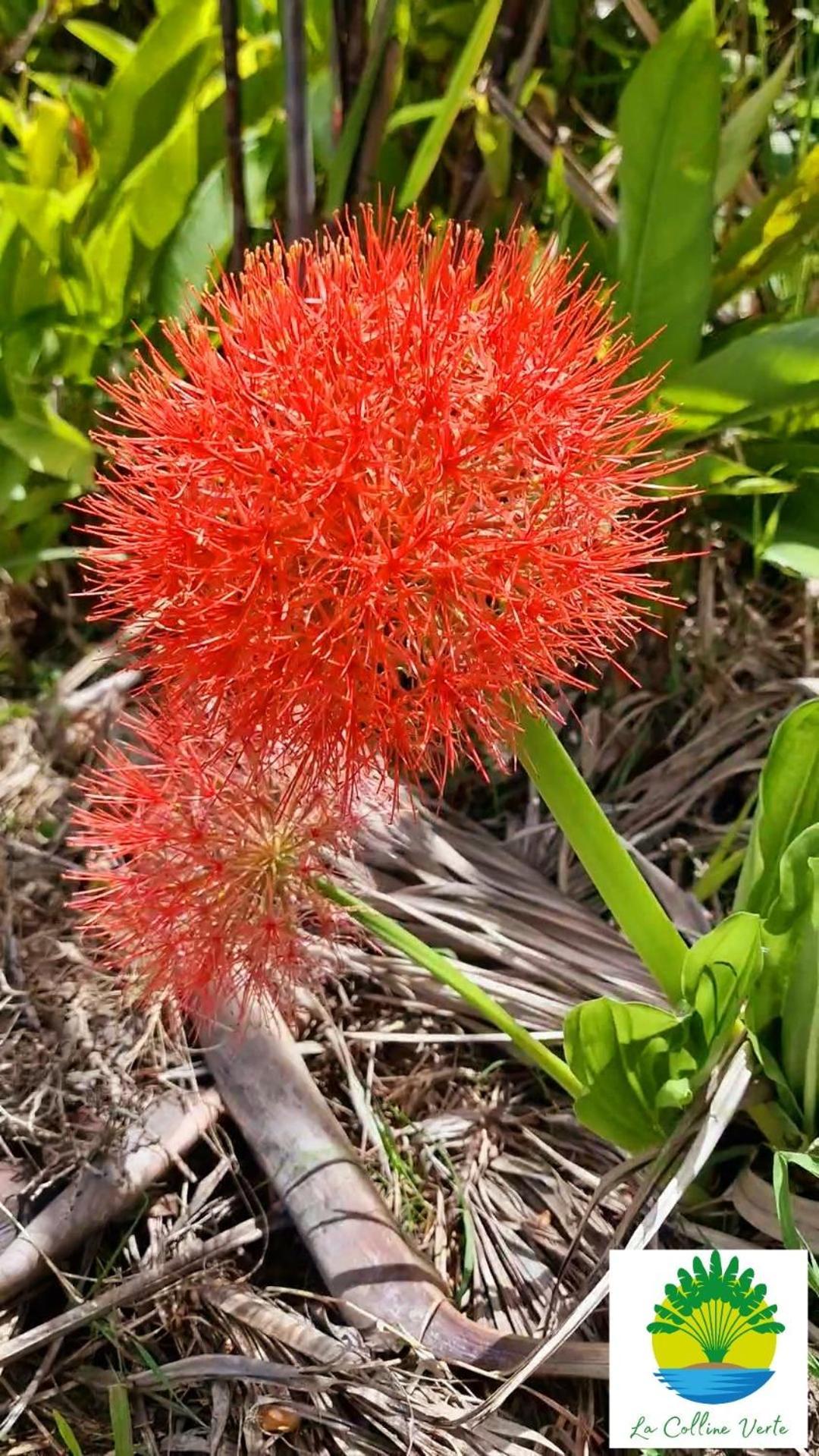 La Colline Verte 德赛 客房 照片